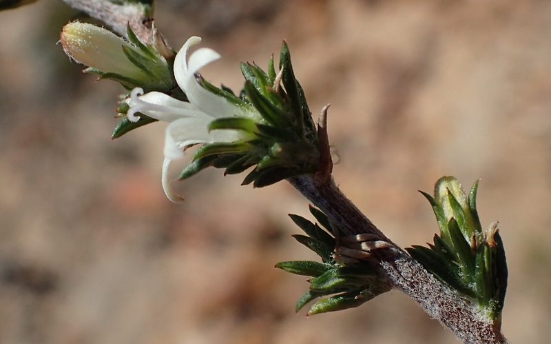 Wahlenbergia cinerea, photographed by Nicola van Berkel