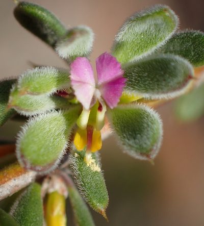 Muraltia karroica, photographed by Nicola van Berkel