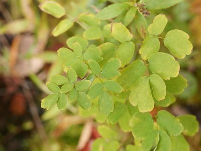 Thalictrum pubescens, photographed by Alexis Tinker-Tsavalas