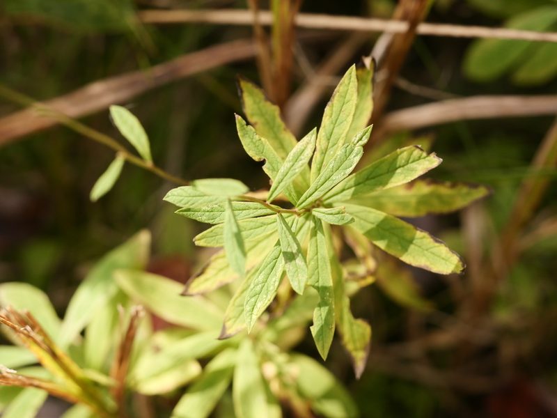 Oclemena nemoralis, photographed by Alexis Tinker-Tsavalas