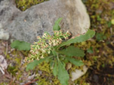 Solidago bicolor, photographed by Alexis Tinker-Tsavalas