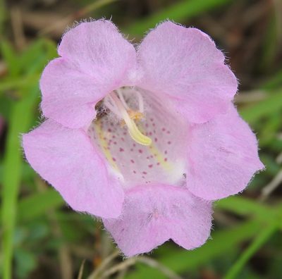 Agalinis heterophylla, photographed by saltyhiker
