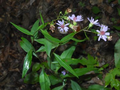 Symphyotrichum retroflexum, photographed by Michael J. Papay