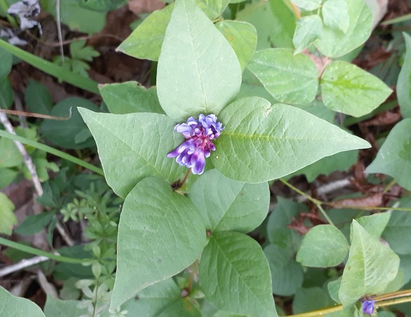 Vicia ohwiana, photographed by Мария Ткаченко