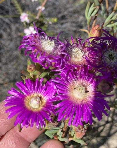 Lampranthus mutans, photographed by Dave U