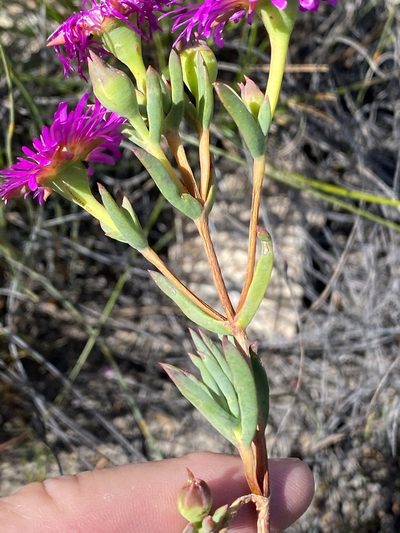 Lampranthus mutans, photographed by Dave U
