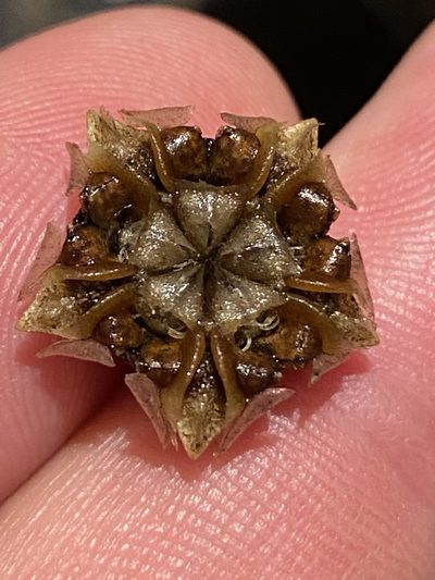 Lampranthus mutans, photographed by Dave U