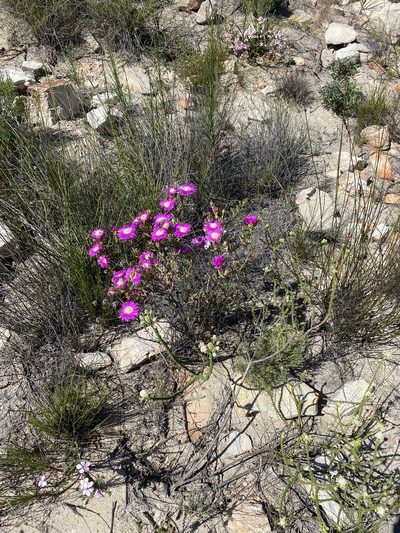 Lampranthus mutans, photographed by Dave U