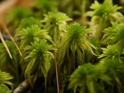 Sphagnum girgensohnii, photographed by Alexis Tinker-Tsavalas