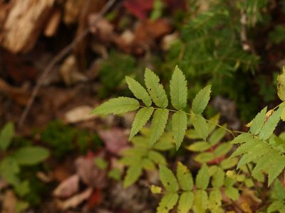 Sorbus americana, photographed by Alexis Tinker-Tsavalas
