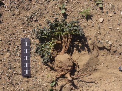 Euphorbia copiapina, photographed by Nicolás Lavandero