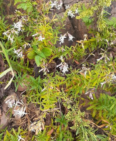Silene foliosa, photographed by Мария Ткаченко