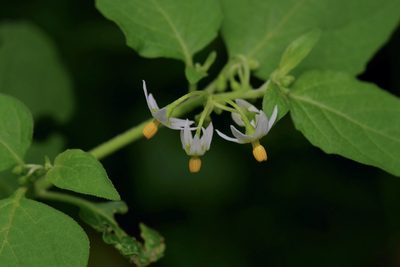 Solanum emulans, photographed by Michelle W. （鍾偉瑋）