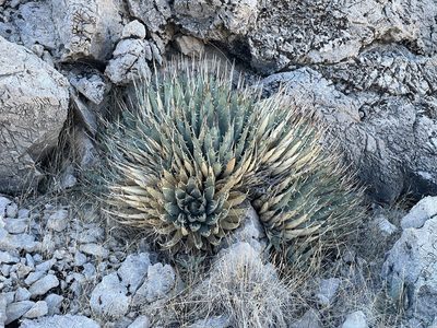 Agave utahensis, photographed by CK2AZ