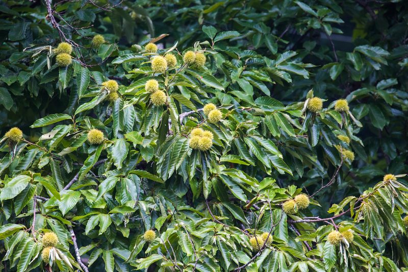 Castanea mollissima, photographed by Melissa McMasters