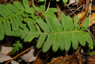 Polypodium interjectum, photographed by Patrick Hacker