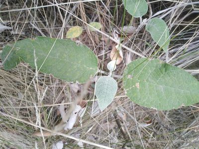 Buddleja cordata, photographed by Martha Gonzalez Herrera