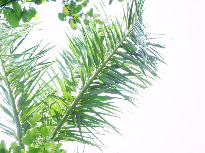 Pseudophoenix sargentii, photographed by Jonathan Rodriguez
