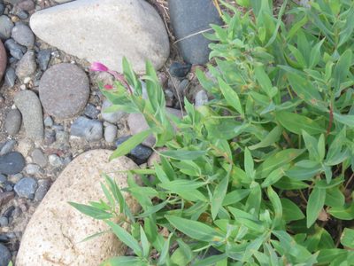 Epilobium latifolium, photographed by Erin Springinotic