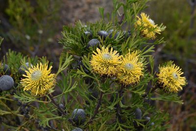 Isopogon anemonifolius, photographed by Joe Atkinson