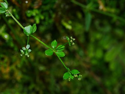 Trichogalium formosense, photographed by Jacy Chen