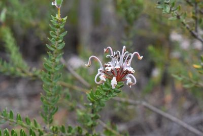 Grevillea buxifolia, photographed by Joe Atkinson