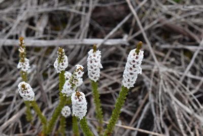 Epacris microphylla, photographed by Joe Atkinson