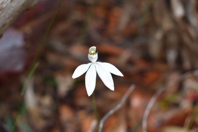 Caladenia catenata, photographed by Joe Atkinson