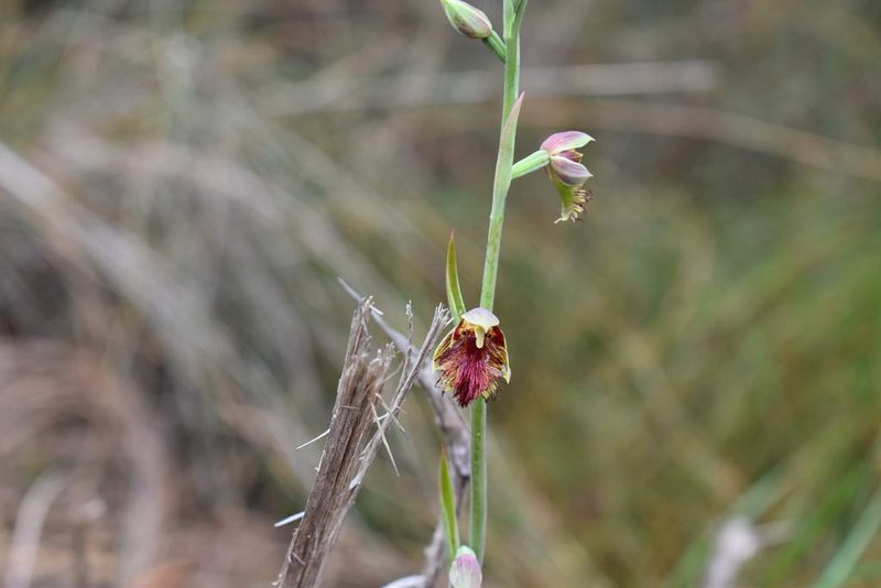 Calochilus campestris, photographed by Joe Atkinson