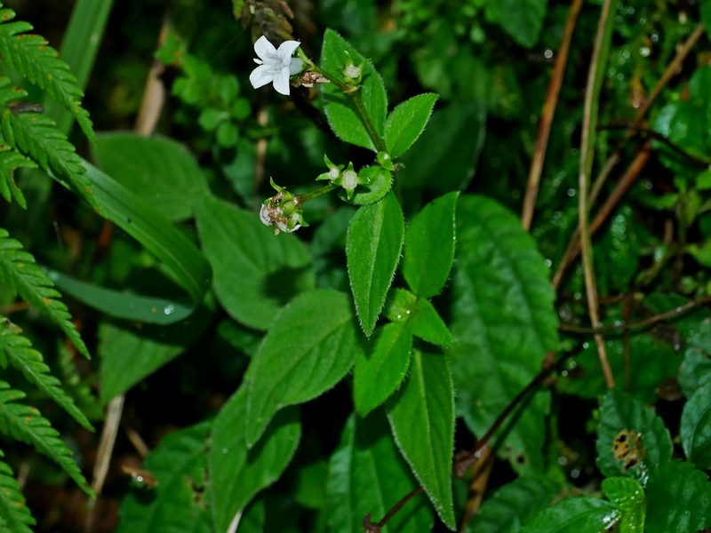 Neanotis formosana, photographed by Jacy Chen