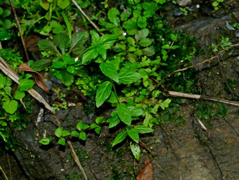 Epilobium amurense, photographed by Jacy Chen