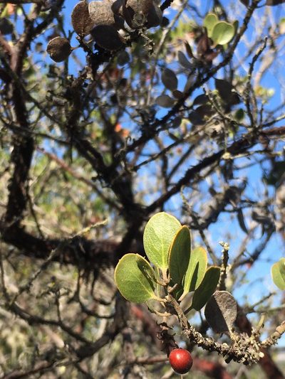 Arctostaphylos rudis, photographed by harrier