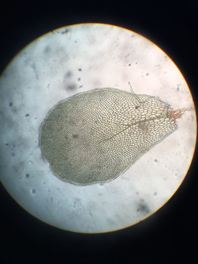 Distichophyllum pulchellum, photographed by Leon Perrie