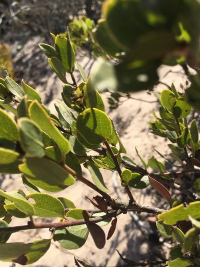 Arctostaphylos rudis, photographed by harrier