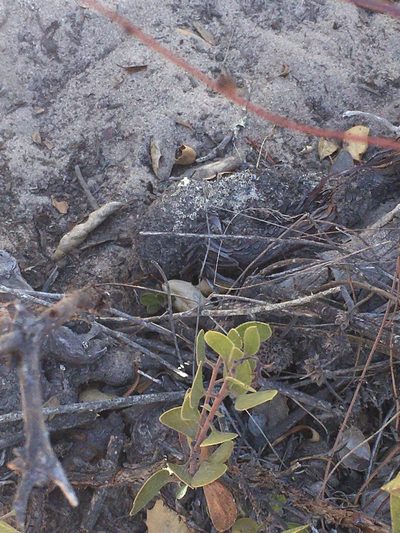 Arctostaphylos rudis, photographed by harrier