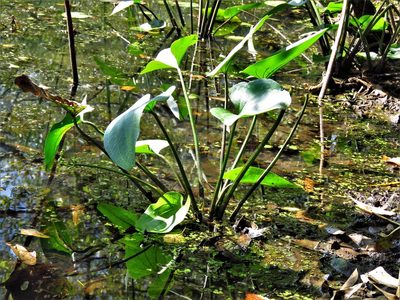 Aquarius cordifolius, photographed by Annika Lindqvist