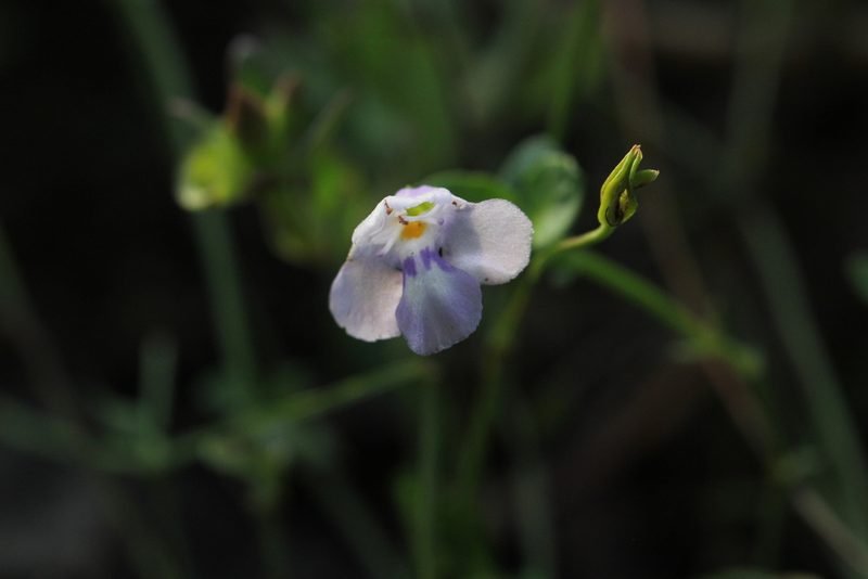 Torenia oblonga, photographed by Agnes Trekker