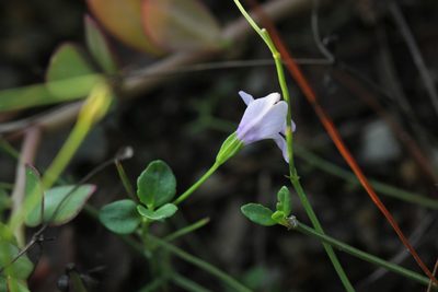 Torenia oblonga, photographed by Agnes Trekker