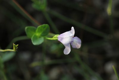 Torenia oblonga, photographed by Agnes Trekker