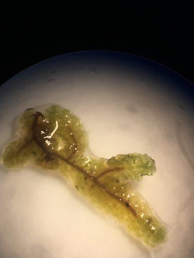 Distichophyllum pulchellum, photographed by Leon Perrie