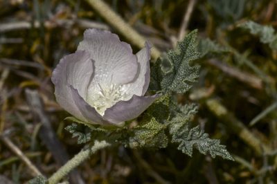 Malvella lepidota, photographed by Jay Pruett