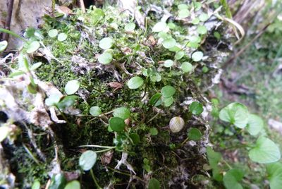 Azorella cockaynei, photographed by Colin Meurk