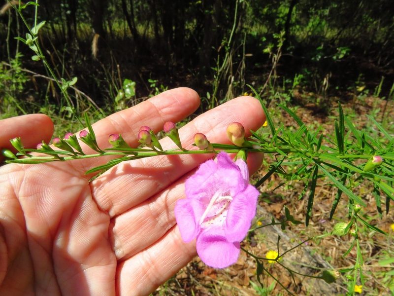 Agalinis fasciculata, photographed by Annika Lindqvist