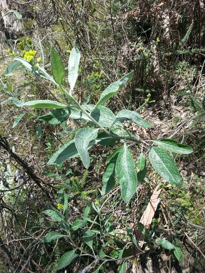 Senecio hypoleucus, photographed by Serge Ferrier