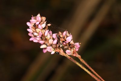 Persicaria pensylvanica, photographed by Judy Gallagher
