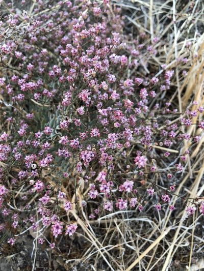 Eriogonum angulosum, photographed by Lightning Star Sky / Skyler Noah Wall