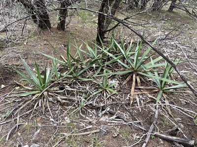 Agave univittata, photographed by Reid Hardin