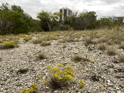 Paronychia virginica, photographed by Reid Hardin