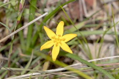 Hypoxis hygrometrica, photographed by Andrew Allen
