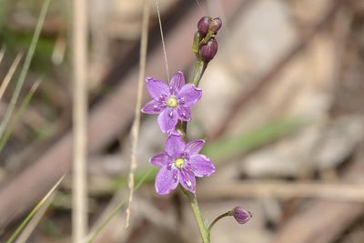 Arthropodium minus, photographed by Andrew Allen